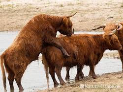 Schotse hooglanders, dekkend, Doornvlak 1 210810