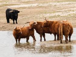 Schotse hooglanders, gedoe om een tochtige koe, Doornvlak 2 210810