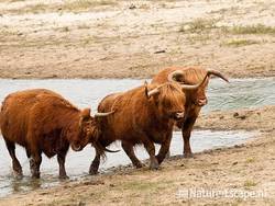 Schotse hooglanders, gedoe om een tochtige koe, Doornvlak 8 210810