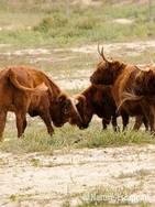 Schotse hooglanders, met de koppen tegen elkaar, Doornvlak 1 210810