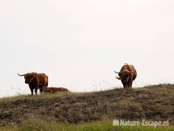 Schotse hooglanders, NHD Bergen 1 110910