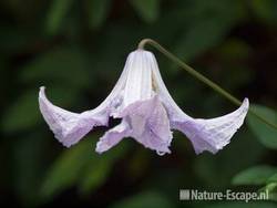 Bosrank, Clematis viticella 'Betty Corning', bloem, tB3 120710