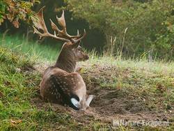 Damhert, bok, rustend in bronstkuil, AWD2 091010