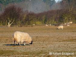 Schaap, Scottish blackface, in duinlandschap NHD Heemskerk1 190311 