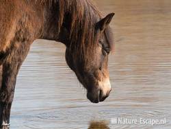 Exmoor pony, drinkend, Doornvlak 2 020411