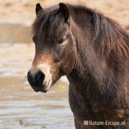 Exmoor pony, druipende mond, Doornvlak 1 020411