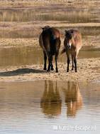 Exmoor pony s, Doornvlak 2 020411