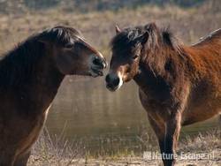 Exmoor pony s, rangorde, Doornvlak 1 020411