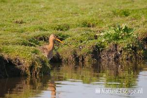 Grutto, in water, Zwmp 1 090411