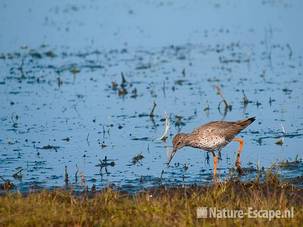 Tureluur, foeragerend, Castricummerpolder 1 190311