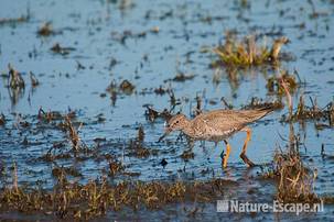 Tureluur, foeragerend, Castricummerpolder 2 190311