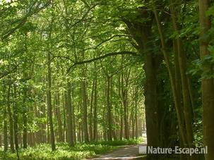 Zonlicht, speelt in bos, AWD@ 240511