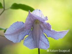 Clematis viticella 'Betty Corning', detail bloem, tB1 300511