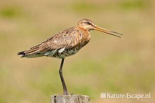 Grutto op paal, roepend, Zwmp1 030611