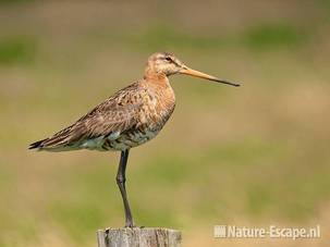 Grutto op paal, Zwmp1 030611