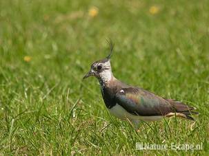 Kievit, Castricummerpolder 1 030611