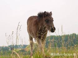 Shetland pony, veulen, Aagtendijk1 150611