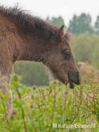 Shetland pony, veulen, foeragerend, Aagtendijk 1 150611