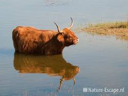 Schotse hooglander, in water, Doornvlak 1 270611