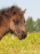 Shetland, pony, veulen, detail hoofd , Aagtendijk 2 040711