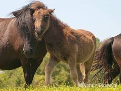 Shetland, pony, veulen en merrie, Aagtendijk 2 040711