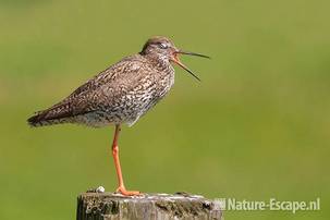 Tureluur, op paal, gapend, Castricummerpolder 050711