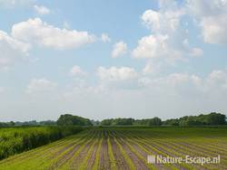 Mais, akker, lijnen in het landschap, Wbrr1 250511