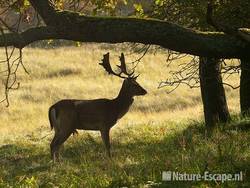 Damhert, bok, in tegenlicht, AWD1 131011