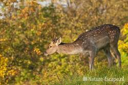 Damhert, jonge bok, AWD1 131011