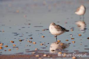 Drieteenstrandloper, rustend, strand Heemskerk 1 041111