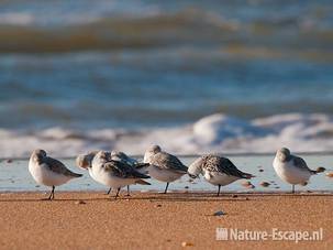 Drieteenstrandlopers, strand Heemskerk 8 041111