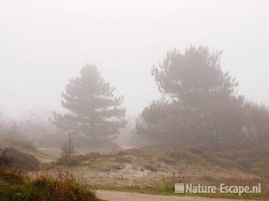 Landschap, met dennen, mist, Zwanenwater 1 101111