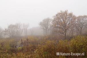 Landschap, moeras, in mist, Zwanenwater 1 101111