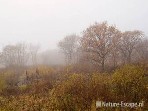 Landschap, moeras, in mist, Zwanenwater 2 101111