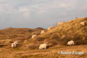 Schaap, schapen, Scottish Blackfaces,  begrazing in de duinen, NHD Heemskerk 1 301211