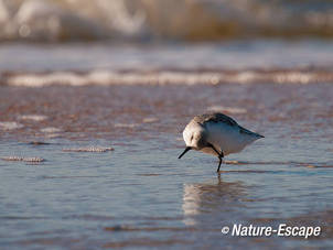 Drieteenstrandloper, krabbend, strand Heemskerk 1 041111