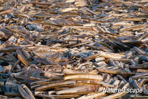 Amerikaanse zwaardschede, schelpen op strand Noordpier, Velsen-Noord 2 020112