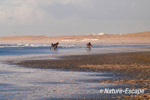 Sulky s, op strand Noordpier, Velsen-Noord 2 020112