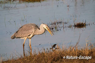 Blauwe reiger, kikker etend, Doornvlak 26 020411