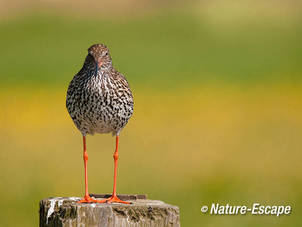 Tureluur, op paal, Castricummerpolder 2 050511