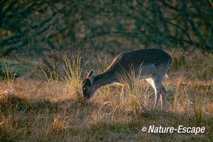 Damhert, foeragerend, in tegenlicht, AWD1 270112