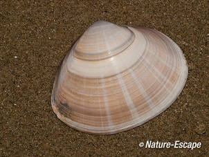 Halfgeknotte strandschelp, schelp op het strand van Velsen-Noord 2 020112