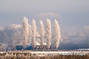 Huis, woning, populieren met rijp, tuindersgebied Heemskerk 1 040212