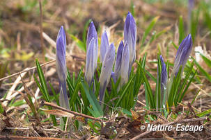 Krokussen, in knop, landgoed Elswout 1 030312