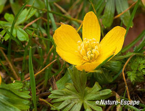 Winterakoniet, bloem, bloei, landgoed Elswout 3 030312