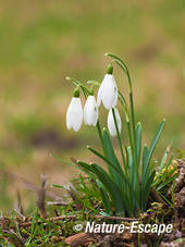 Sneeuwklokje, bloemen, bloei,  landgoed Elswout 1 030312