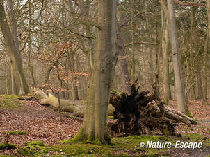 Beuk, omgevallen beuk, in bos, Leijduin 2 090312