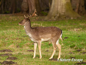 Damhert, bok, Leijduin 2 090312