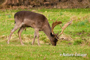 Damhert, bok, Leijduin 1 090312