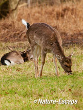 Damhert, jonge bok, grazend, Vinkenduin 5 090312